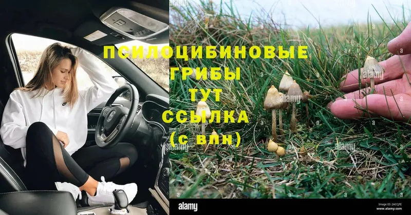 Псилоцибиновые грибы Psilocybe  Тюкалинск 